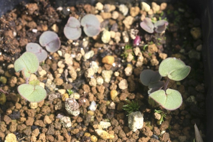 アメリカフウロの発芽