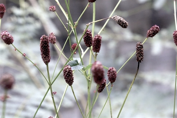 ワレモコウの実