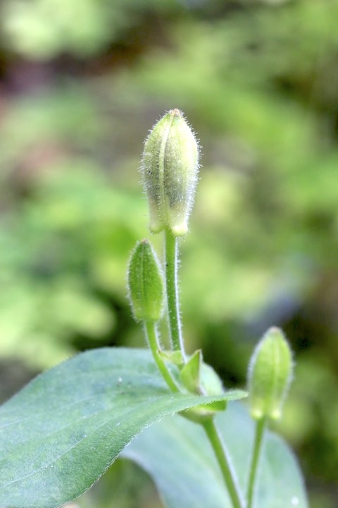 ホトトギスの蕾