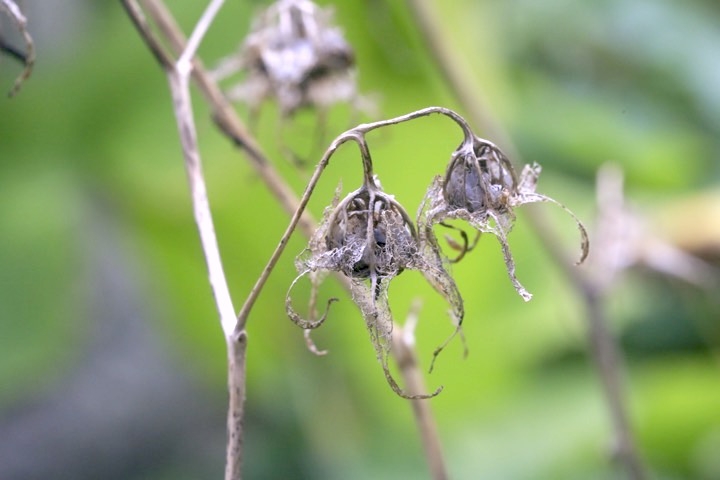 ホタルブクロの実