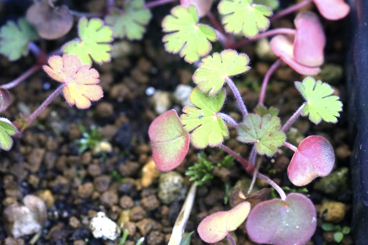 アメリカフウロの発芽