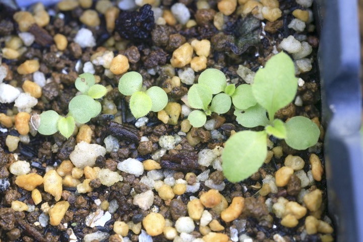 ユウガギクの発芽