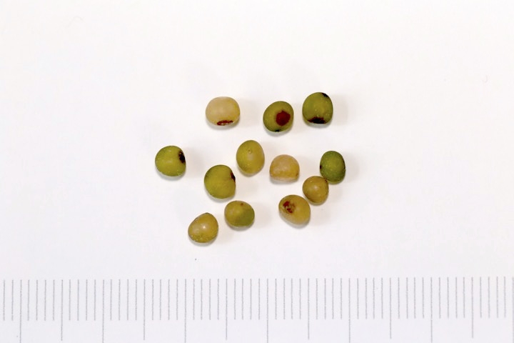 ミヤマナルコユリの種