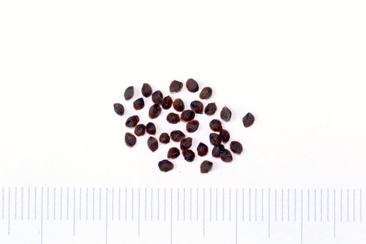 ツルリンドウの種