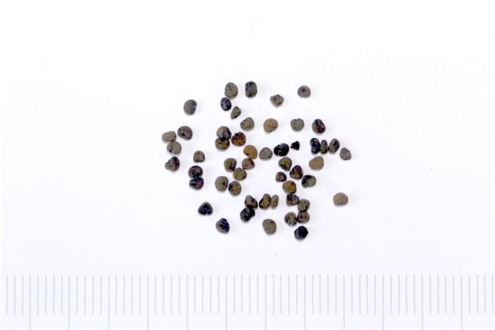 フシグロセンノウの種