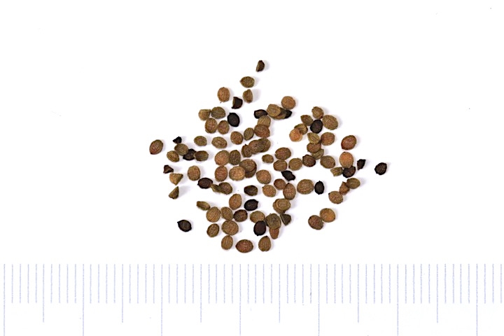 ホトトギスの種