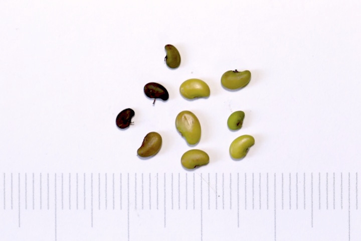 シロバナハギの種