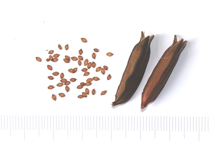 ジョウロウホトトギスの実と種