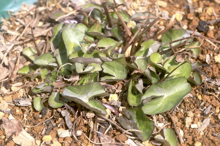 リュウキンカの芽生え