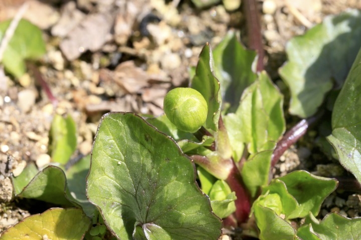 ヒメリュウキンカの蕾
