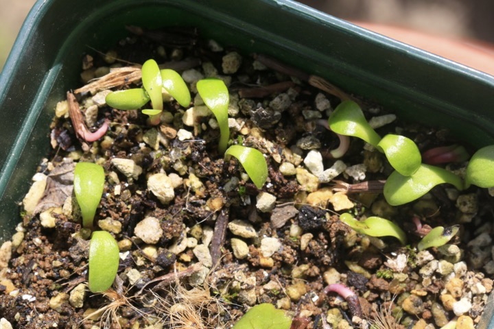 マルバダケブキの発芽