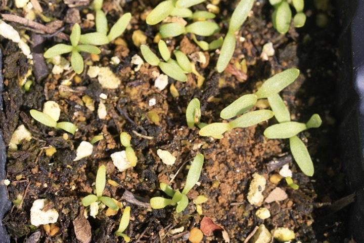フシグロセンノウの発芽