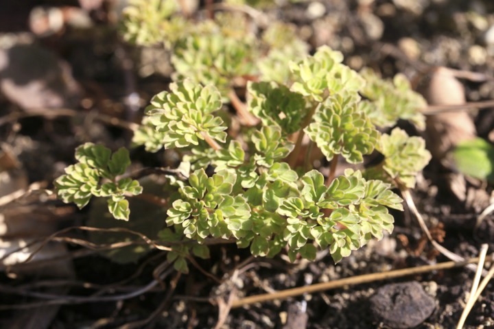 ツルキケマンの芽生え