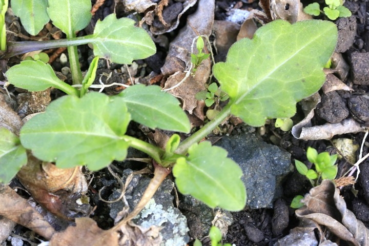 ミヤマヨメナの芽生え