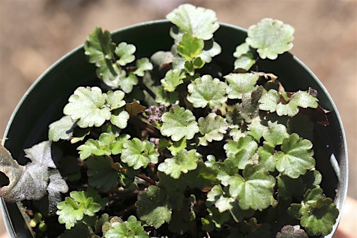 ユリワサビの芽生え