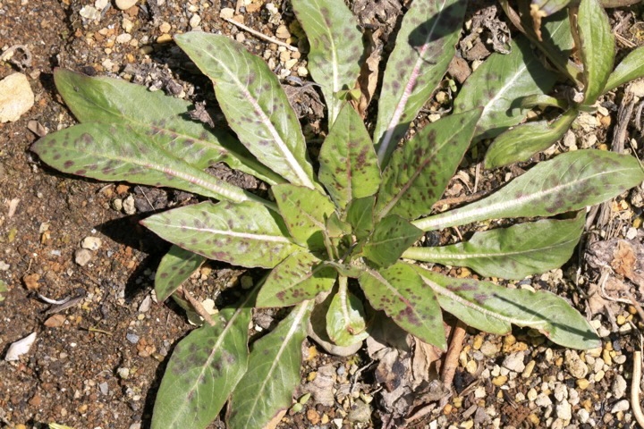 マツヨイグサの芽生え