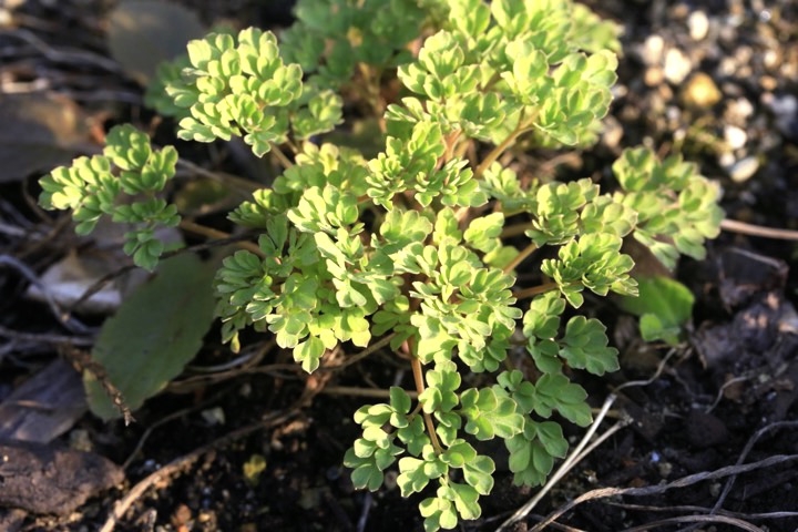 ツルキケマンの芽生え