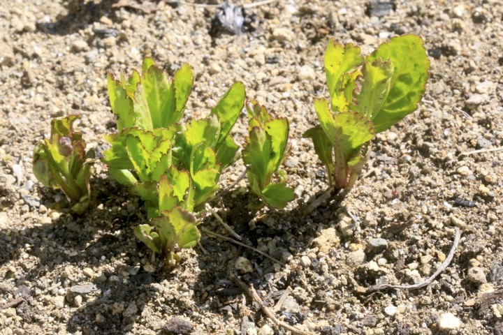 フジバカマの芽生え