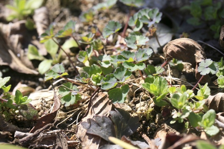 ミヤマオダマキの芽生え