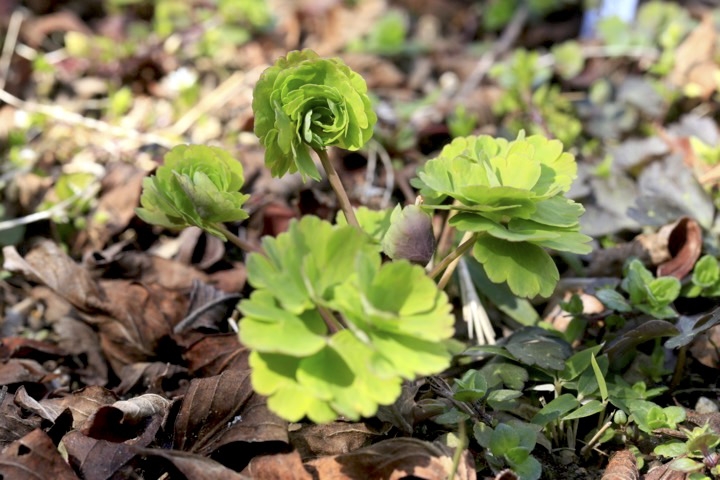 ヤマオダマキの芽生え