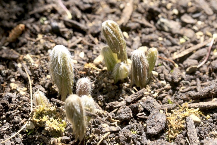 ヤブレガサの芽生え