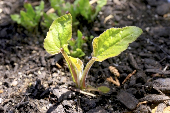 ホタルブクロの芽生え