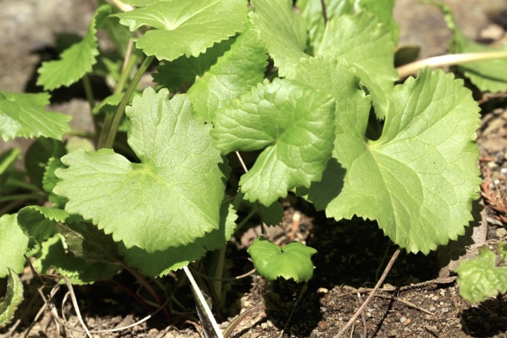 メタカラコウの芽生え