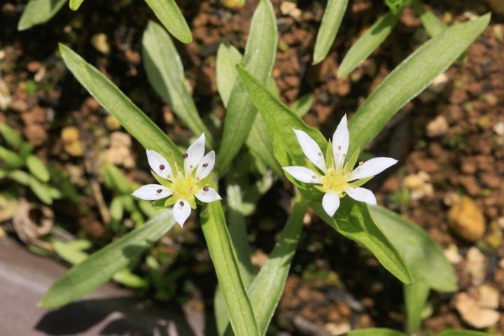 ヒゲネワチガイソウの開花
