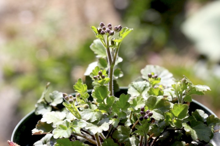 ユリワサビの蕾