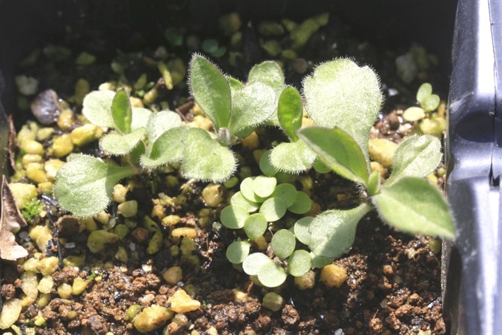 ユウガギクの芽生え