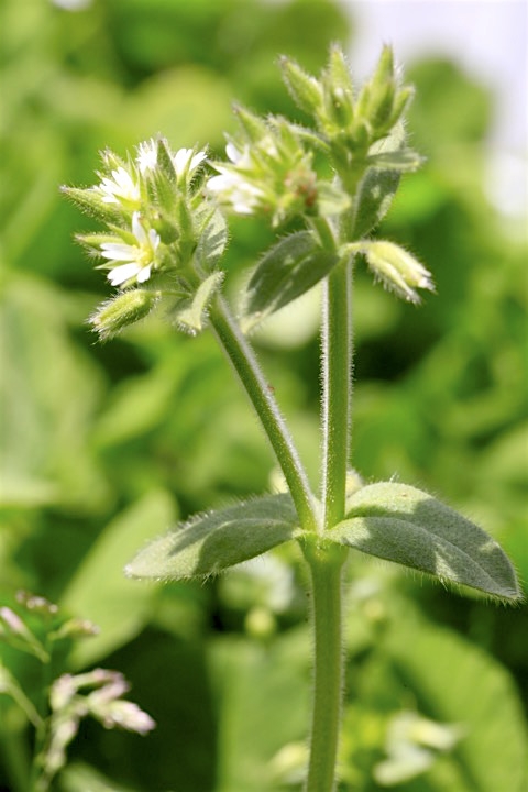オランダミミナグサの茎
