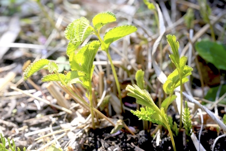 ワレモコウの芽生え