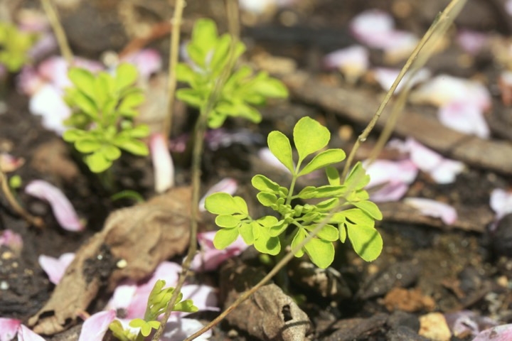 マツカゼソウの芽生え