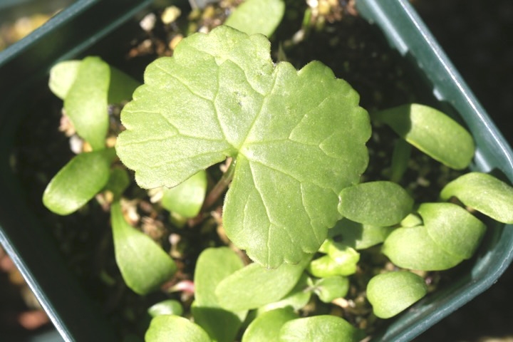 マルバダケブキの発芽