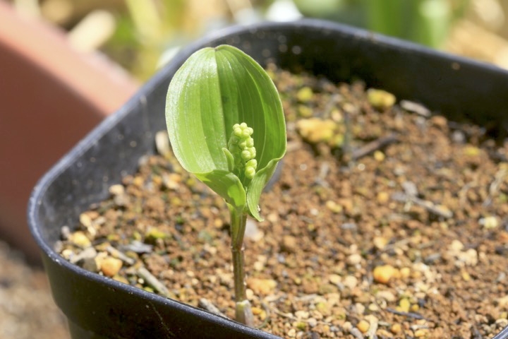 マイヅルソウの蕾