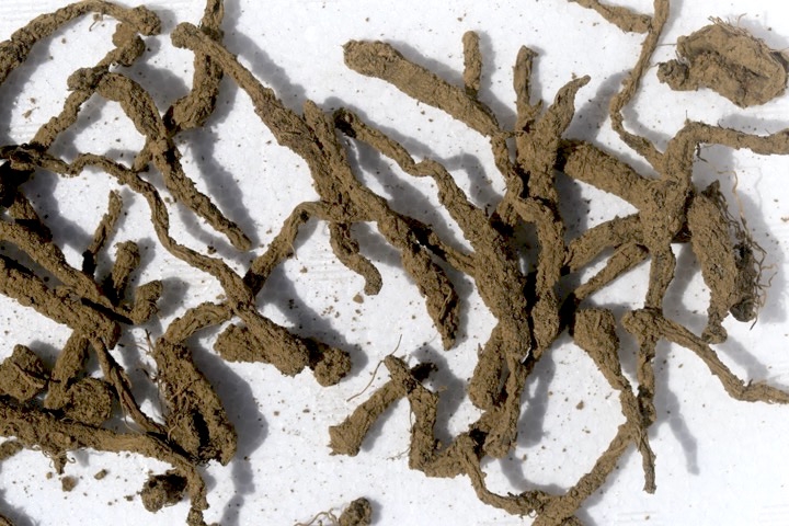 ヤマノイモの芋