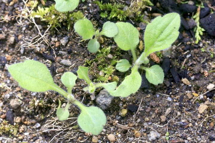 ノコンギクの芽生え