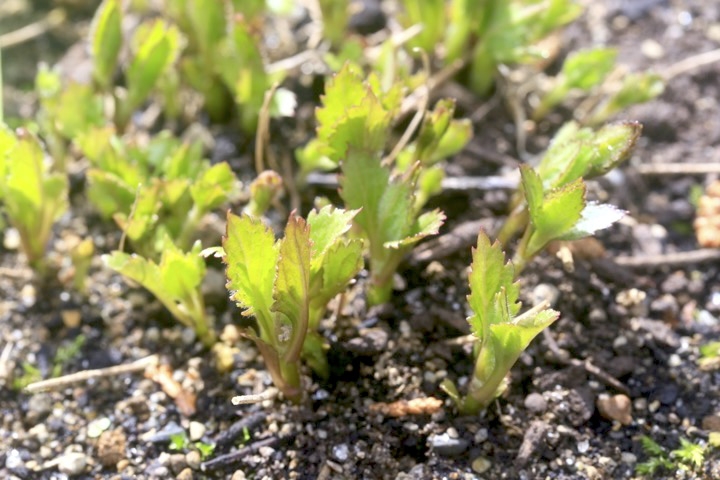 ヒヨドリバナの芽生え