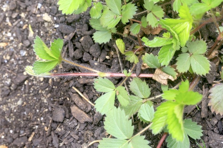 ツルキジムシロの芽生え