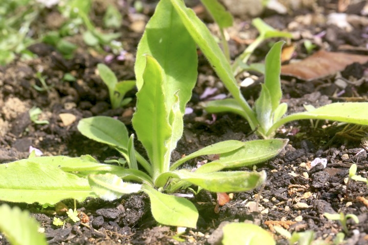 ルリソウの芽生え
