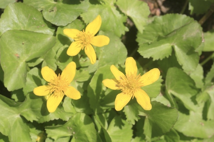 リュウキンカの開花