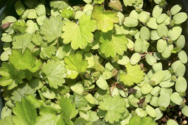 ダイコンソウの芽生え