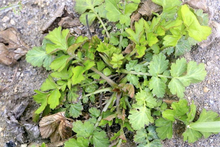 ダイコンソウの芽生え