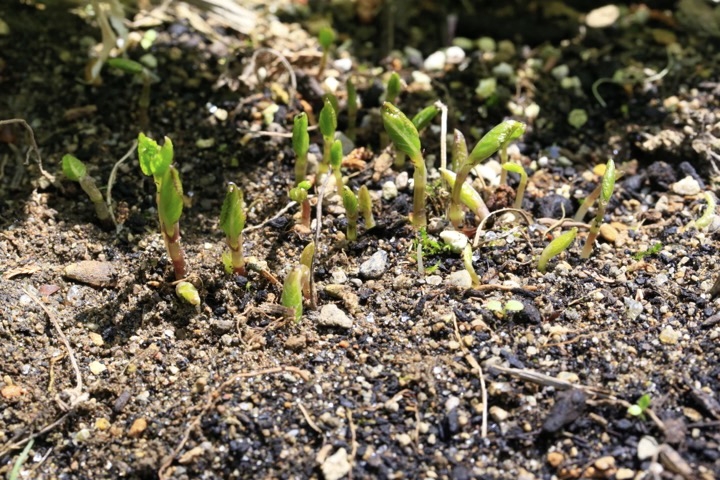 フタリシズカの芽生え
