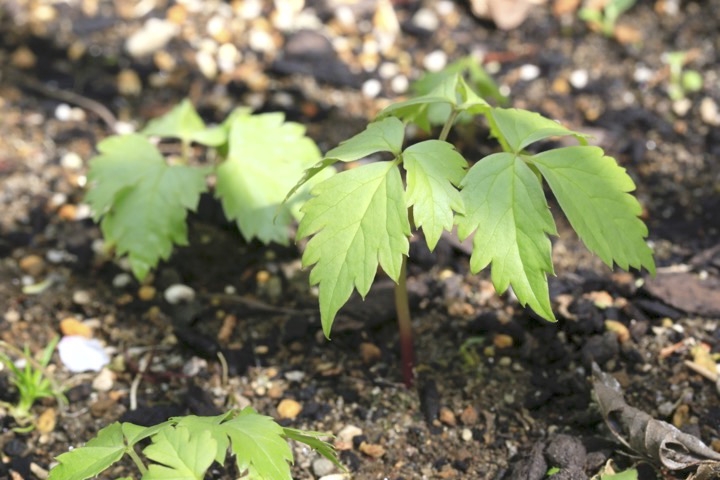 レンゲショウマの芽生え