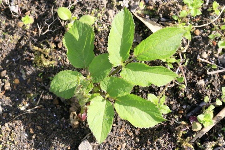 ２年目のヤマウド