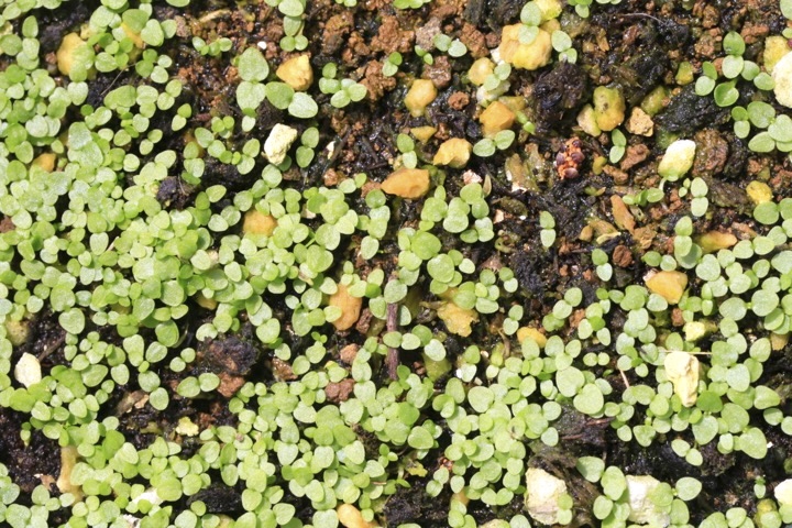 リンドウの発芽