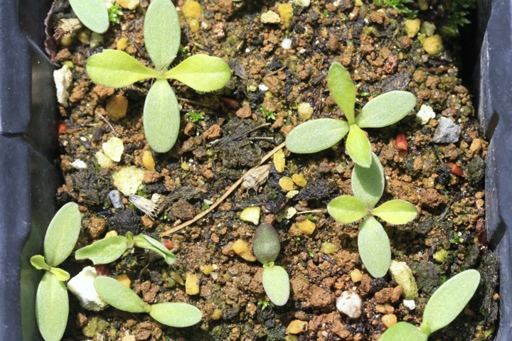 マツムシソウの発芽