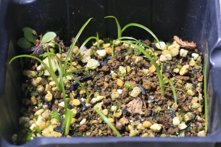 ヒゴクサの発芽