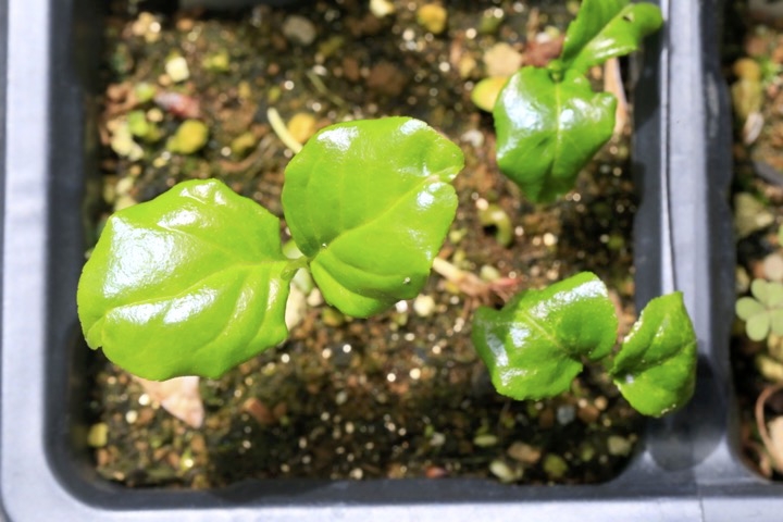 コクサギの発芽